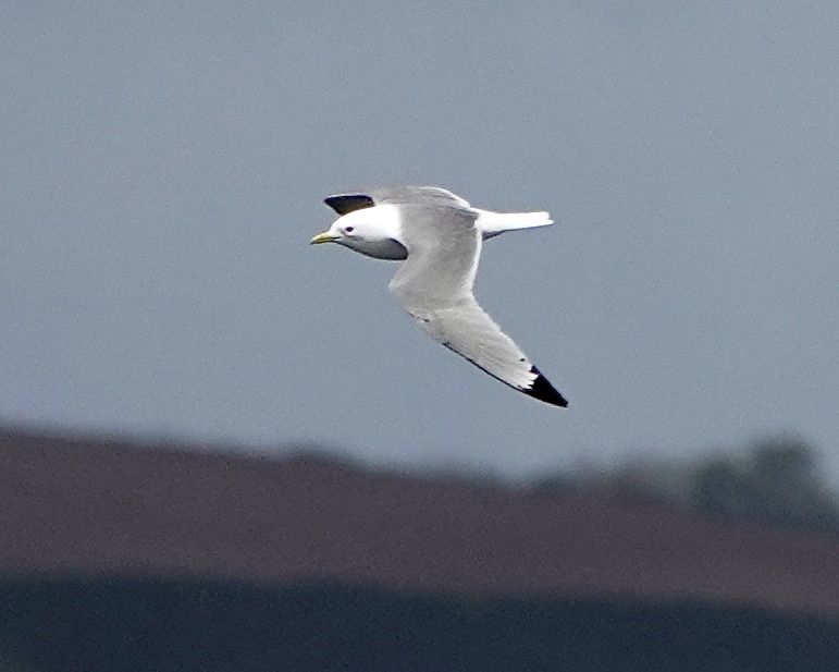 kittiwake